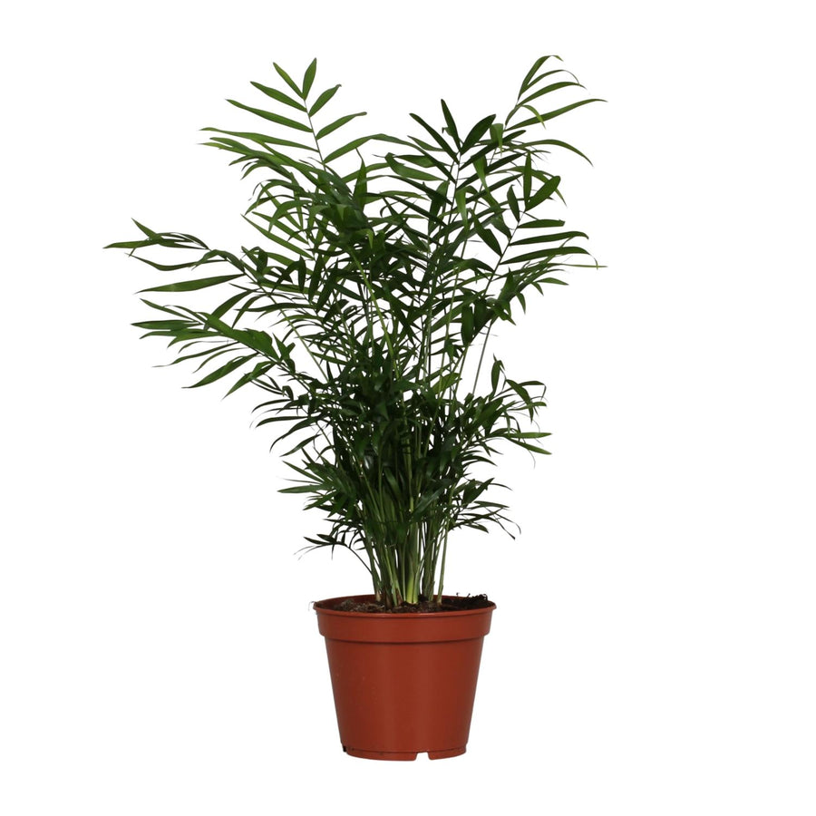 Chamaedorea elegans – Grand