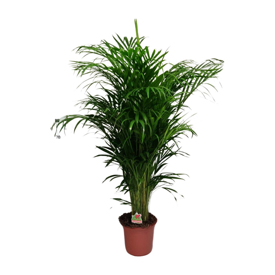 Dypsis lutescens – Groot