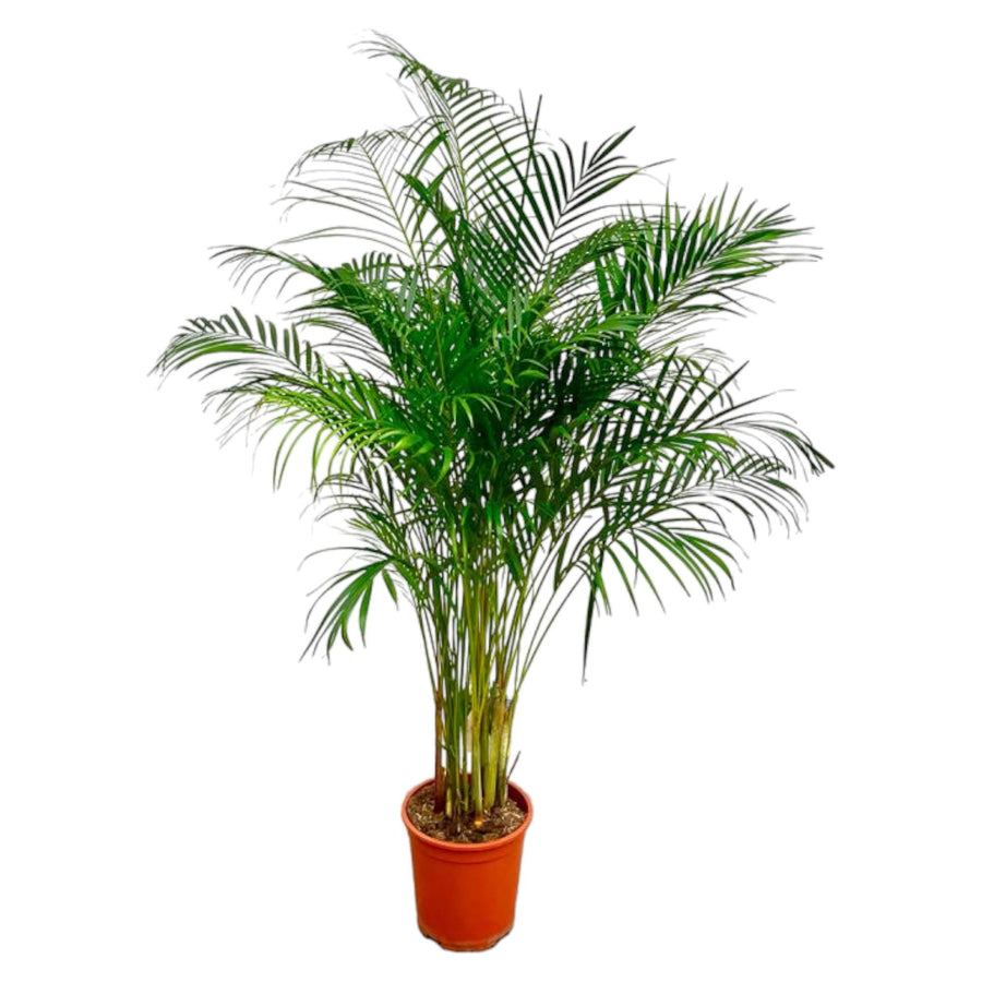 Dypsis lutescens – Très grande taille (XXL)