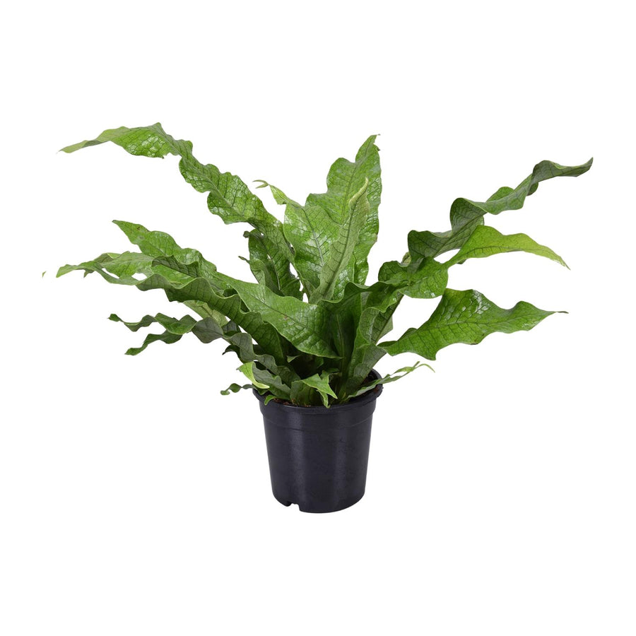 Microsorum diversifolium