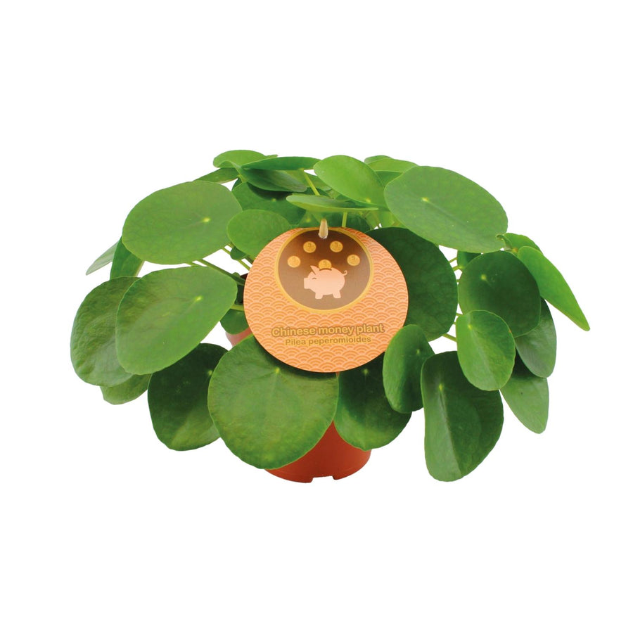 Pilea peperomioides – Moyen