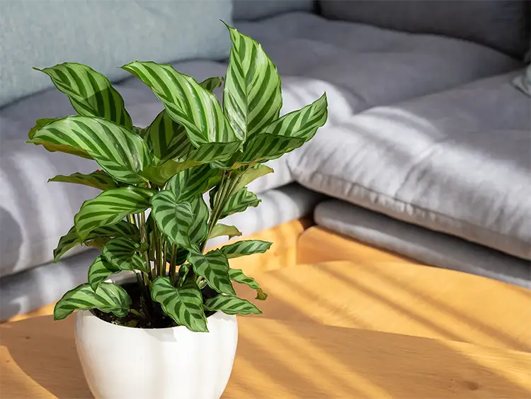 Prayer plant family (Calathea)