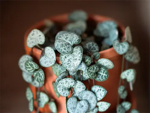 Low-Maintenance Plants